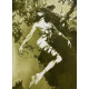 Forest Nymph's Revelation
